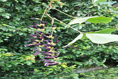 Mucuna sanjappae